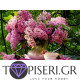ECO Diamond Painting Pink And Lilacs - Tapiseri.GR