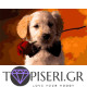 Painting By Numbers Dog With Rose - Tapiseri.GR