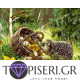 Painting By Numbers Hedgehog 2 - Tapiseri.GR Painting By Numbers Hedgehog 2 - Tapiseri.GR