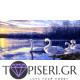 Painting By Numbers Swans 5 - Tapiseri.GR