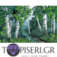 Painting By Numbers Birches Near The River - Tapiseri.GR