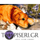 Painting By Numbers Dog And Kitties - Tapiseri.GR