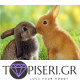 Diamond Painting Bunnies - Tapiseri.GR