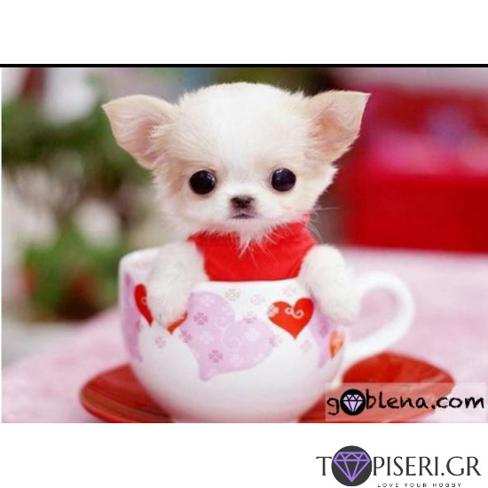 ECO Diamond Painting Cute Dog In A Cup - Tapiseri.GR ECO Diamond Painting Cute Dog In A Cup - Tapiseri.GR