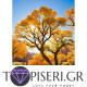 Painting By Numbers Yellow Tree - Tapiseri.GR