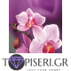 Diamond Painting Orchid 2 - Tapiseri.GR
