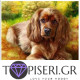 ECO Diamond Painting Cocker Spaniel - Tapiseri.GR
