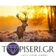 Diamond Painting Deer On A Gold Sunrise - Tapiseri.GR