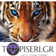 Premium Diamond Painting + Ab Tiger - Tapiseri.GR