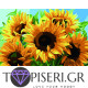 Painting By Numbers Sunflowers 6 - Tapiseri.GR Painting By Numbers Sunflowers 6 - Tapiseri.GR