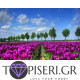 Painting By Numbers Fields Of Tulips - Tapiseri.GR