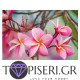 Painting By Numbers Spring Color - Tapiseri.GR