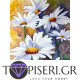 Painting By Numbers Daisies 7 - Tapiseri.GR