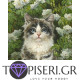 Painting By Numbers Cute Kitty - Tapiseri.GR